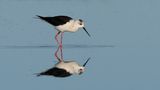 Black-winged Stilt
