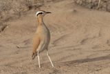 Cream-coloured Courser
