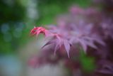 Z81_2594.jpg