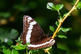 Banded Peacock