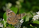 Common Buckeye