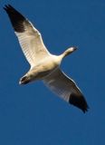 Snow Goose