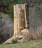Petrified Log