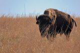 American Bison