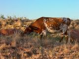 Longhorn Cattle