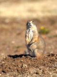 Black-tailed Prairie Dog