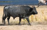 Longhorn Cattle