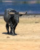 Longhorn Cattle