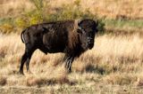 American Bison