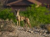 Coyote