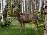 Mule Deer