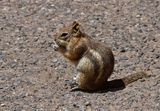 Golden-mantled Groundsquirrel