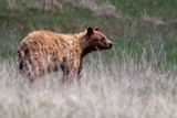 Black Bear