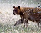 Black Bear
