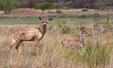 Mule Deer