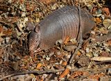 Nine-banded Armadillo
