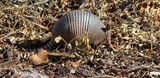 Nine-banded Armadillo