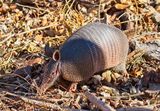 Nine-banded Armadillo