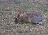 Desert Cottontail