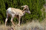 Bighorn Sheep
