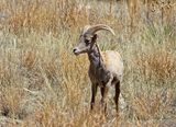 Bighorn Sheep
