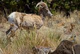 Bighorn Sheep