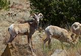 Bighorn Sheep