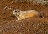 Black-tailed Prairie Dog