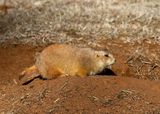 Black-tailed Prairie Dog