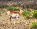 Pronghorn Antelope