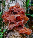 Wood Ear