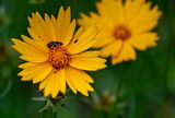 Golden Crownbeard