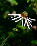 Sanguine Purple Coneflower