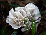 Eastern Cauliflower Mushroom