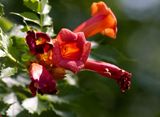 Trumpet Creeper
