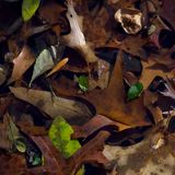 Autum leaves