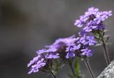Prairie Verbena