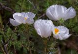 Southwestern Prickly Poppy