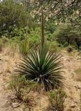 Palmers Agave
