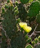 Texas Prickly Pear
