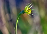 Yellow Salsify