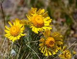 Alpine Sunflower