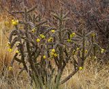 Cane Cholla