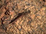 Red Rock Skimmer