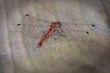 Roseate Skimmer