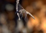 Roseate Skimmer