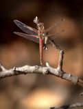 Roseate Skimmer