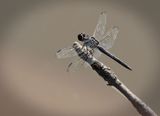 Slaty Skimmer