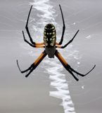 Black and Yellow Argiope