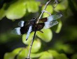 Widow Skimmer